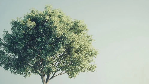 Lush green tree against clear sky in minimalist natural style.