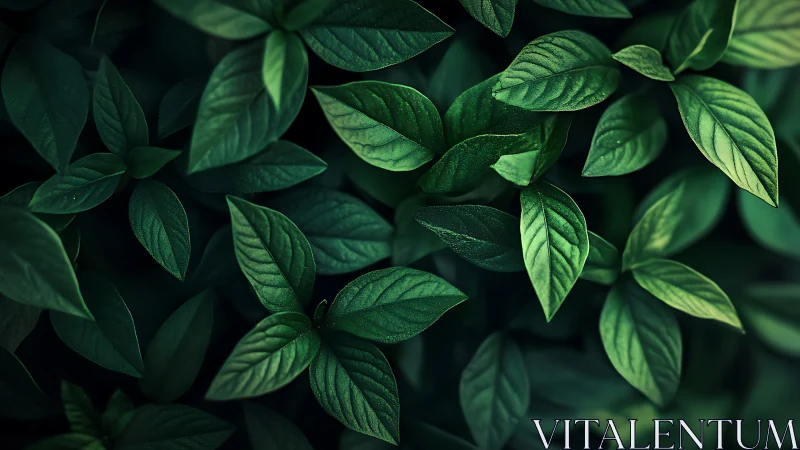 Moody green foliage with dramatic low key directional light