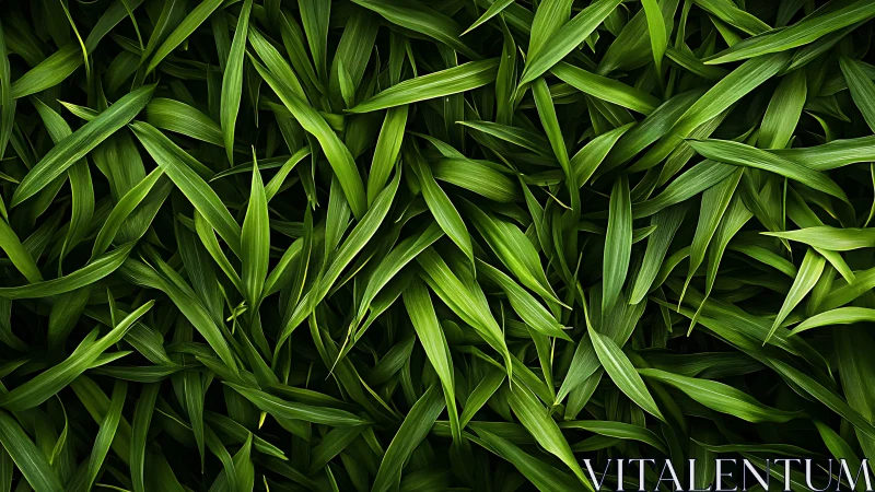 Dense green foliage pattern with overlapping leaves texture.