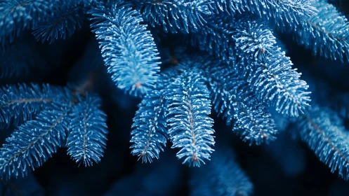 Frosted blue conifer needles rendered in shallow-focus macro study