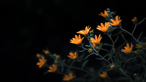 Orange Flowers Against Black Background with Dark Stems