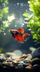 Crimson betta unfurls silk-fire fins in a glass forest ballet