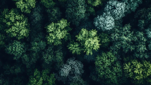 Aerial view of dense forest canopy with varied green hues.