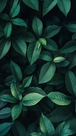 Dense overlapping green leaves form a uniform foliage layer