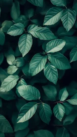 Moody green foliage creates a serene, contemplative backdrop