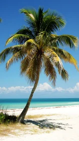Coconut palm tree on white sand beach against turquoise ocean