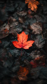 Bright red maple leaf on dark wet autumn forest floor.
