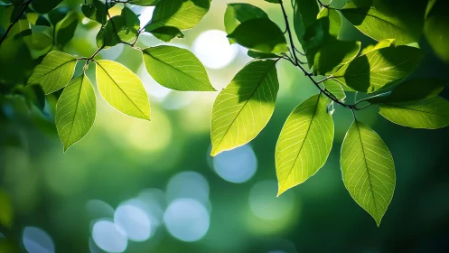Backlit green leaves reveal glowing vein structure.