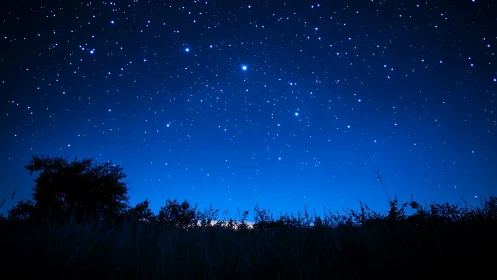 Wide-field nightscape captures star-dense sky over dark meadow