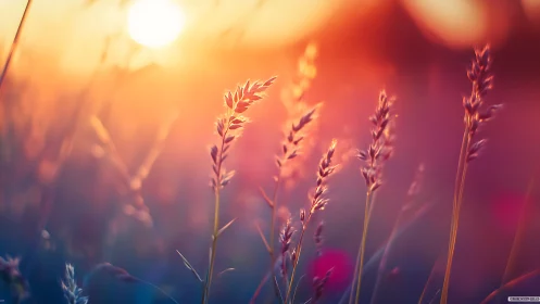 Backlit meadow grasses under vivid sunset bokeh glow.