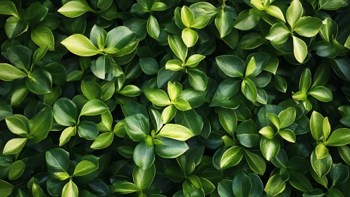 Lush green foliage pattern under soft diffused daylight.