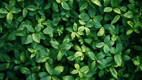 Leafy chorus of basil greens humming in quiet sunlight.