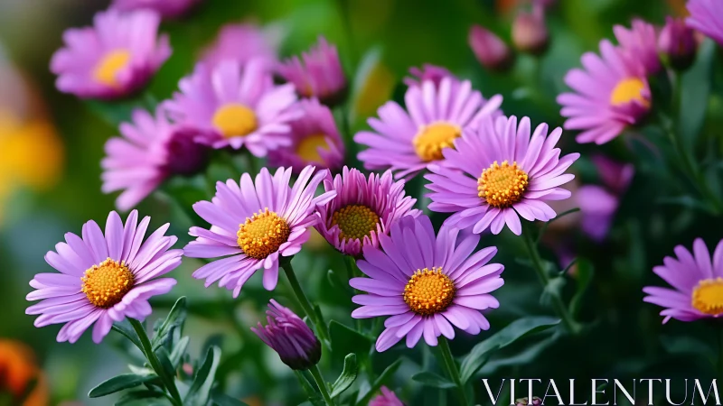Purple Aster Flowers with Yellow Centers in Garden.