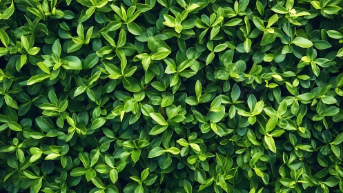 Dense glossy green foliage texture with overlapping oval leaves