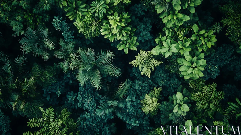 Discover a Lush Canopy of Tropical Plants From Above
