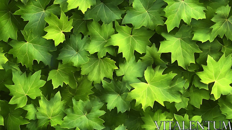 Green maple leaves form dense overlapping foliage pattern