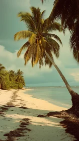 Leaning Coconut Palm with Vintage Color Grading Over Tropical Beach
