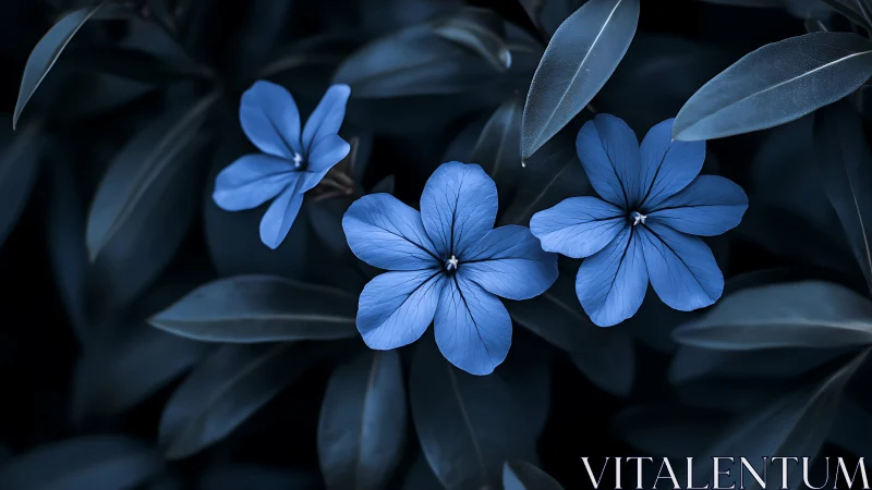Delicate Blue Flowers Bloom Among Dark Foliage