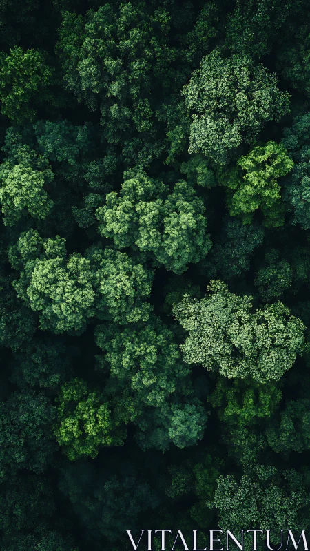 Dense green forest canopy from above with layered foliage