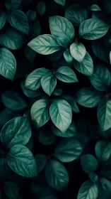 Velvet teal foliage murmuring secrets in cool shadowed hush.