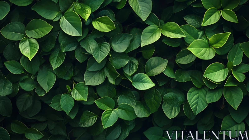 Deep green leaf wall captures lush, calming natural texture
