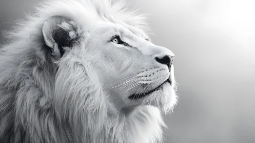 White lion profile in soft high key monochrome portrait.