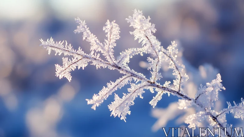 Frost‑lace branches catching pale winter fire at dawn.