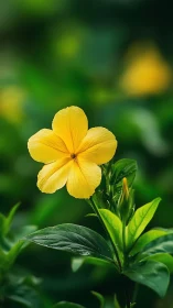 Yellow flower with four petals against blurred foliage.