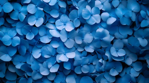Blue Hydrangea Blooms in Dreamy Abundance.