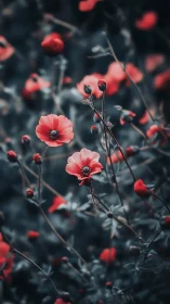 Red Anemone Blooms with Moody Depth of Field Bokeh