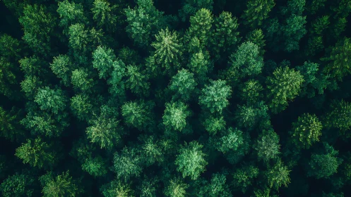 Aerial view of lush green forest canopy in natural landscape.