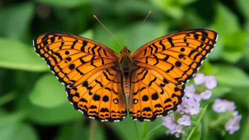 Vibrant orange butterfly rests in sharp focus on garden bloom