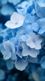 Blue Hydrangea Florets in Close Detail.