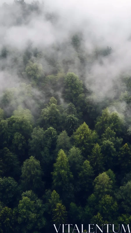 Misty forest landscape with layered evergreen trees shrouded in fog