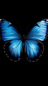 Radiant blue butterfly spreads luminous wings on black