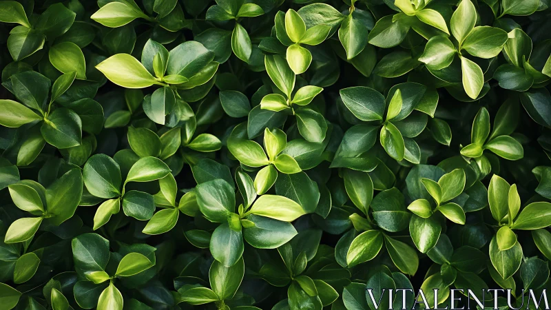 Lush green foliage pattern under soft diffused daylight.