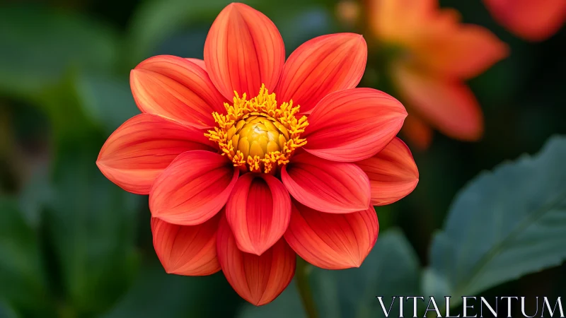 Coral Dahlia Performs Its Floral Grand Finale