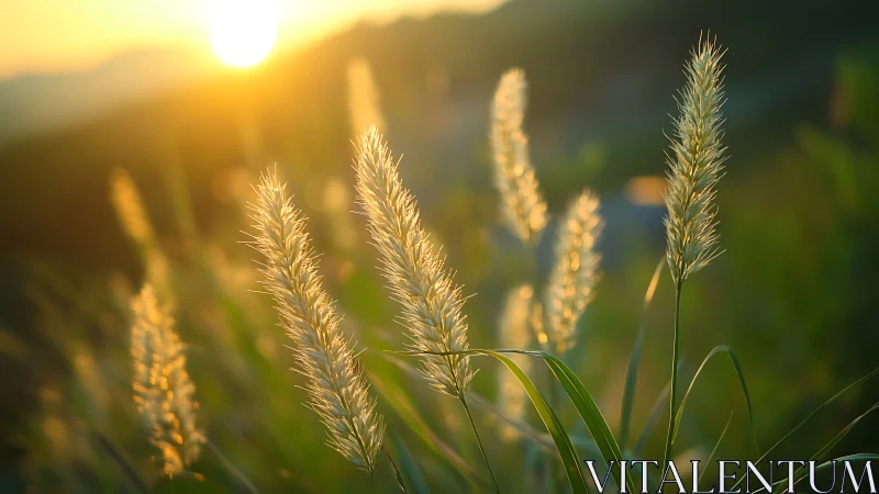 Sunlit grass seed heads stand in shallow-focus backlighting