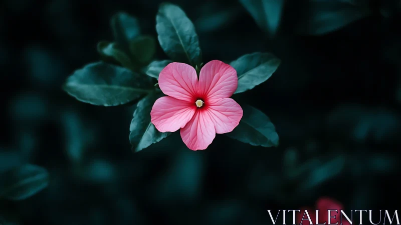 Pink Blossom Study: Botanical Subject Against Teal Depth.