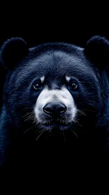 Gentle black bear portrait glowing softly in the dark.
