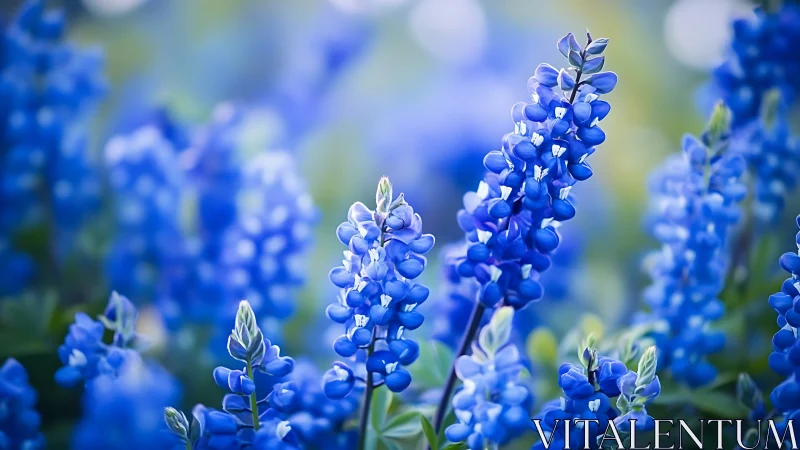 Sapphire Sentinels: Lupine Spires Awaken in Radiant Bloom.