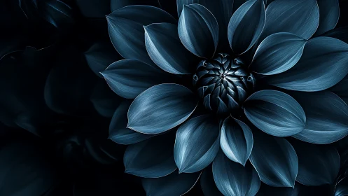 Blue dahlia flower photographed against dark background with detailed petal structure