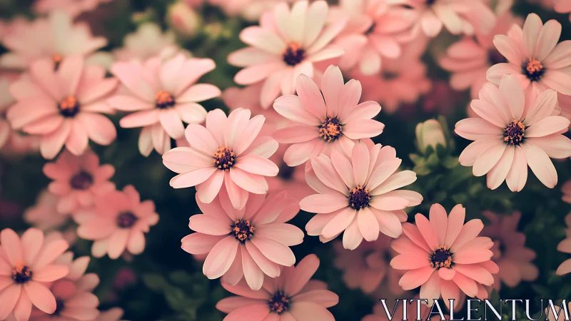Soft pink daisies bloom densely in natural garden light