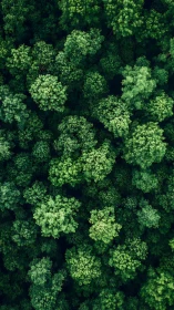 Aerial Forest Canopy with Dense Tree Coverage