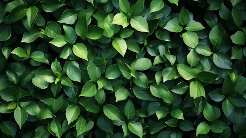 Dense green foliage forms a high-contrast botanical surface field