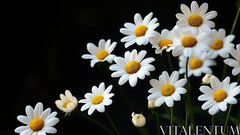White Daisies with Yellow Centers Against Dark Background.