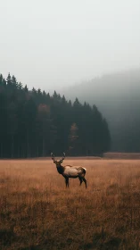 Solitary elk standing gently in a misty golden meadow at dawn.