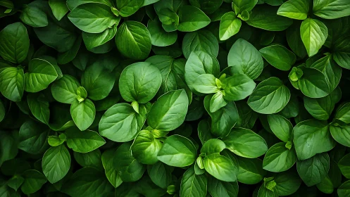 Uniform overhead view shows dense cluster of green leaves
