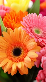 Vibrant Gerbera Daisies in Full Bloom Showcase Radiant Colors