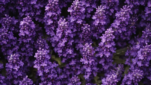 Purple Lavender Blooms in Dense Clusters.
